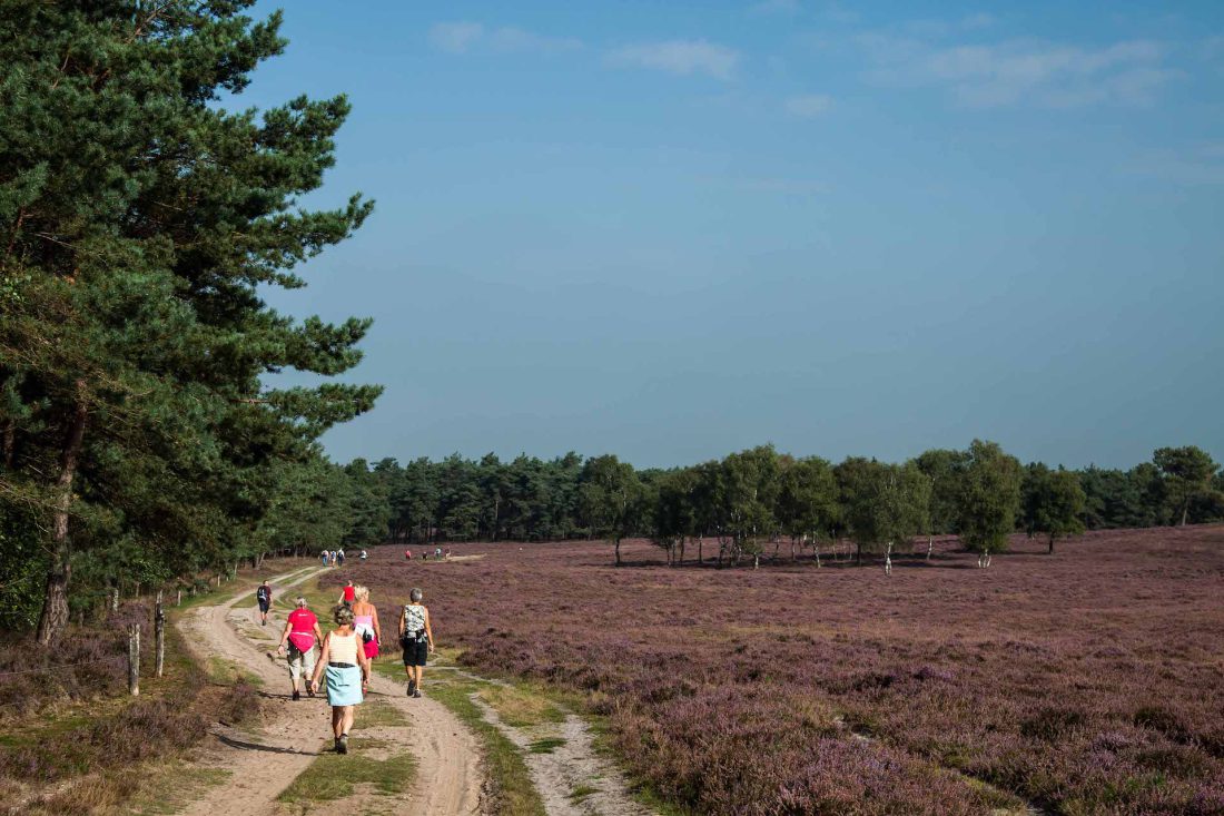 Bos- en Heidetocht Hattem