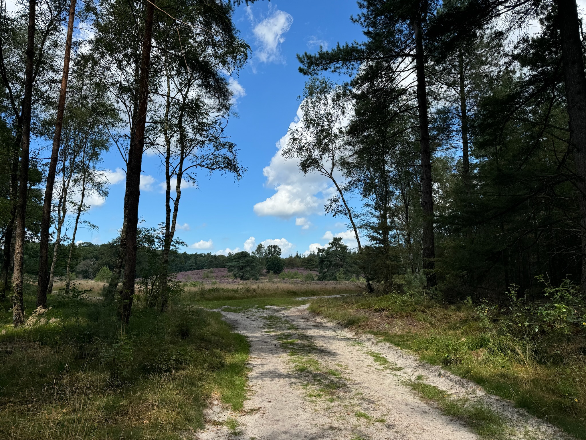 Heideveld Bos- en Heidetocht