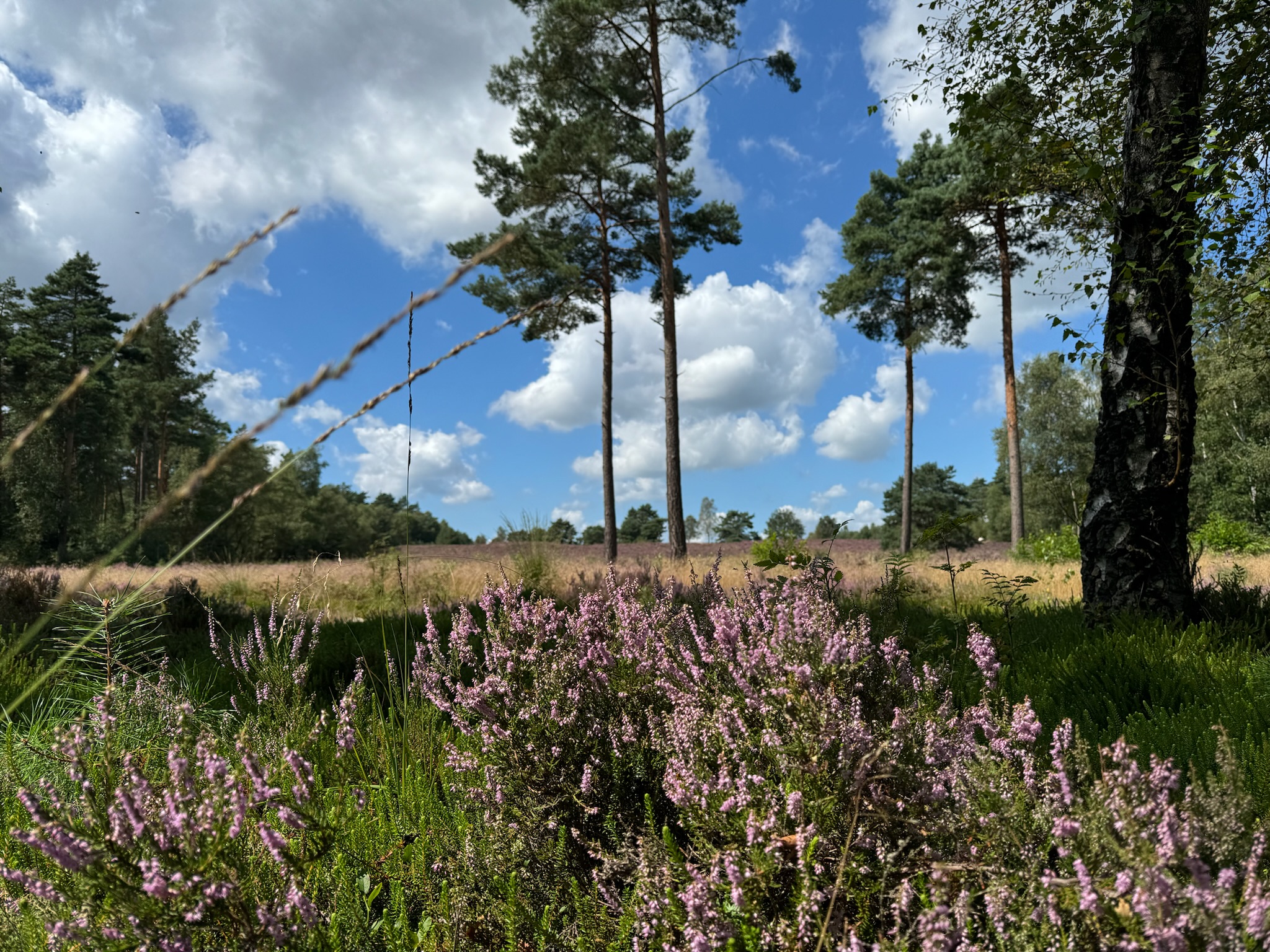 Bos- en Heidetocht Hattem