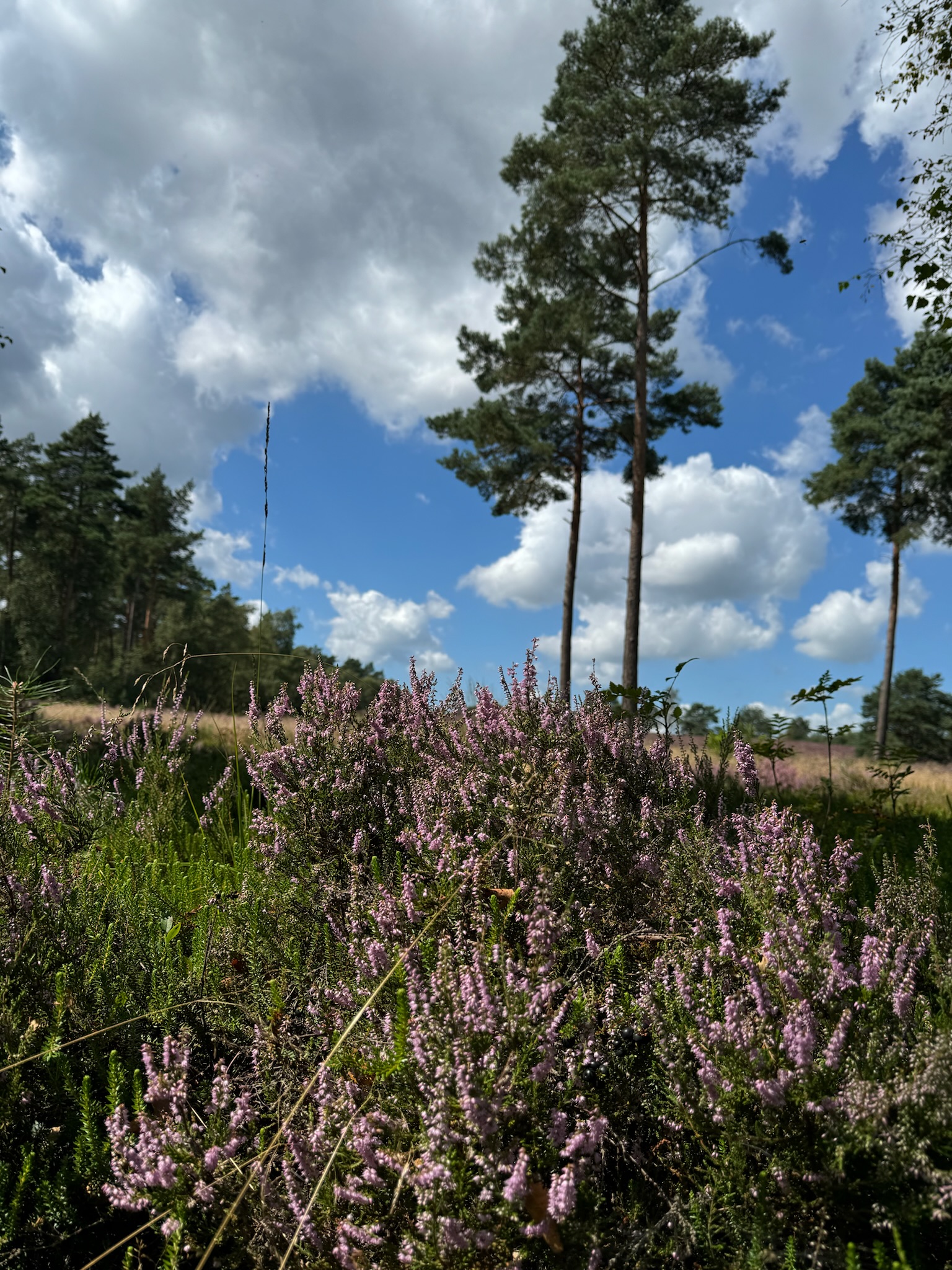 Heide Bos- en Heidetocht Hattem